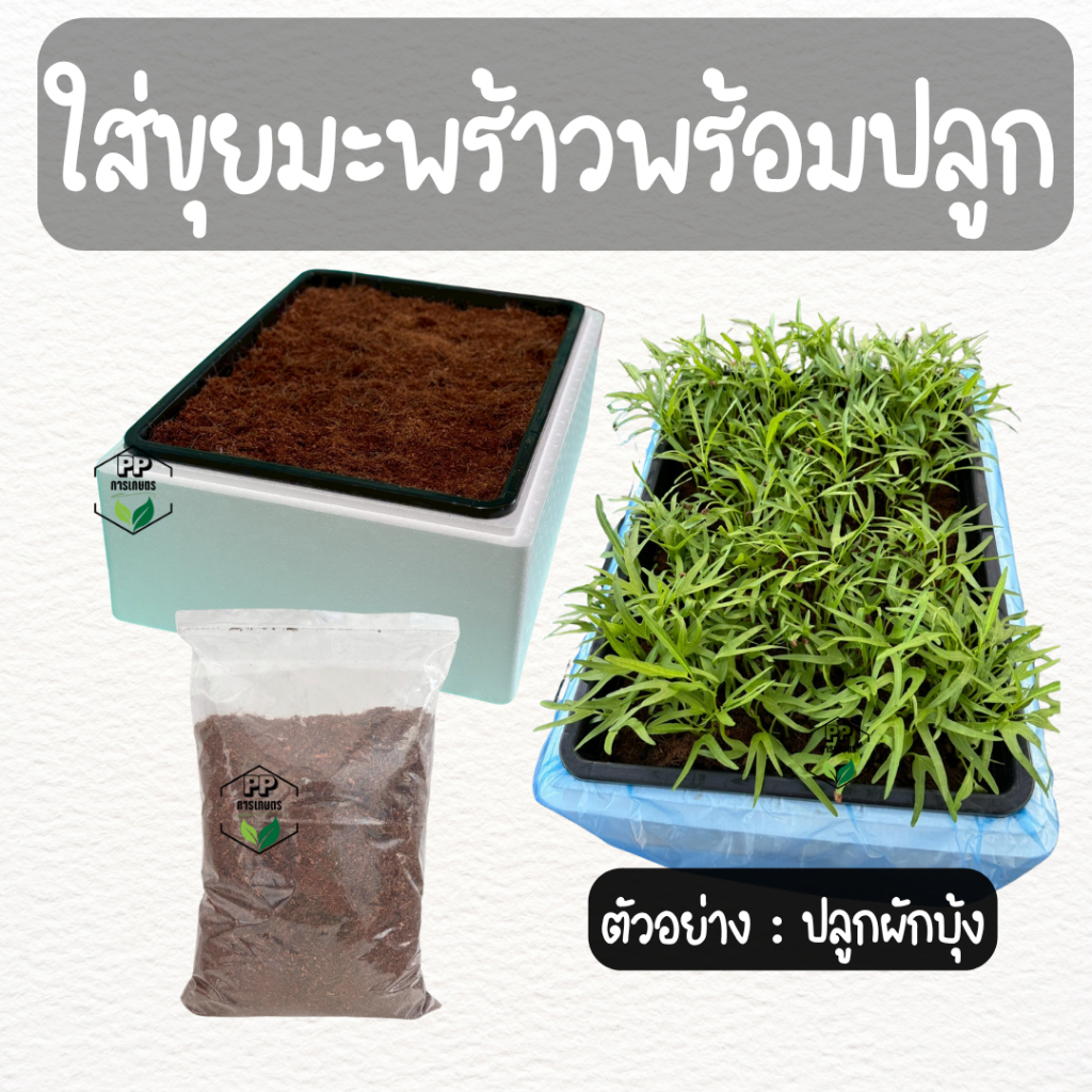 ชุดปลูกผัก(แบบตระแกรง) ชุดพร้อมปลูกผัก ด้วยขุยมะพร้าว ง่ายสะดวก มีวิธีสอน ปลูกผักชี คื่นฉ่าย ผักบุ้ง - รูปที่ 3