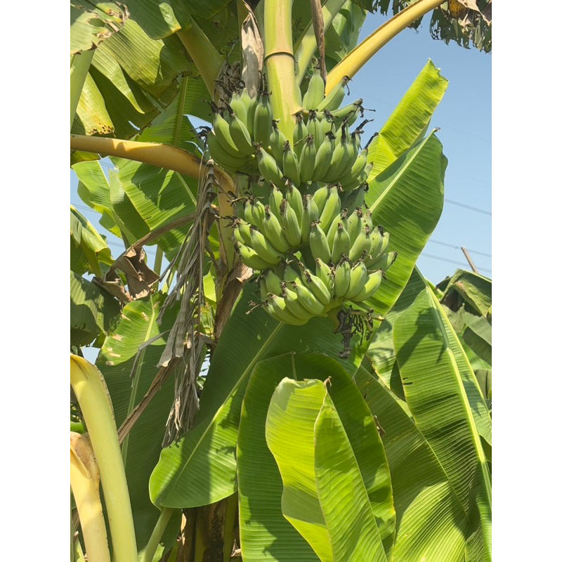 หน่อกล้วยน้ำว้ามะลิอ่อง ชุด 4 หน่อ 99 บาท ปลูกลงดินได้เลย ออกผลใน 7-8 เดือน สุกหวานอร่อย ไม่มีเม็ด