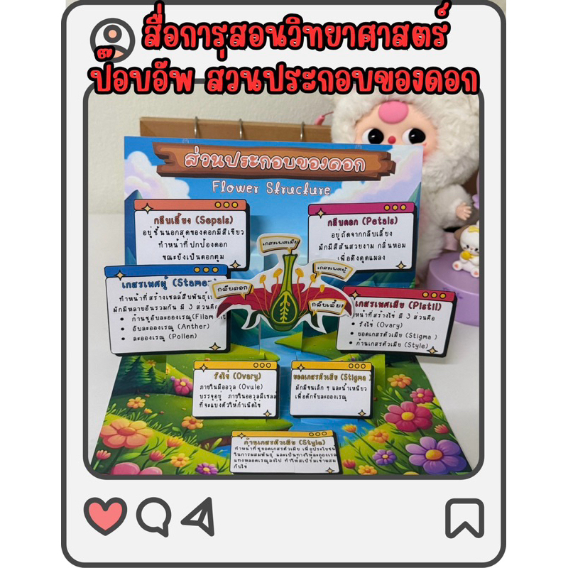 สื่อการสอน ส่วนประกอบของพืชดอก