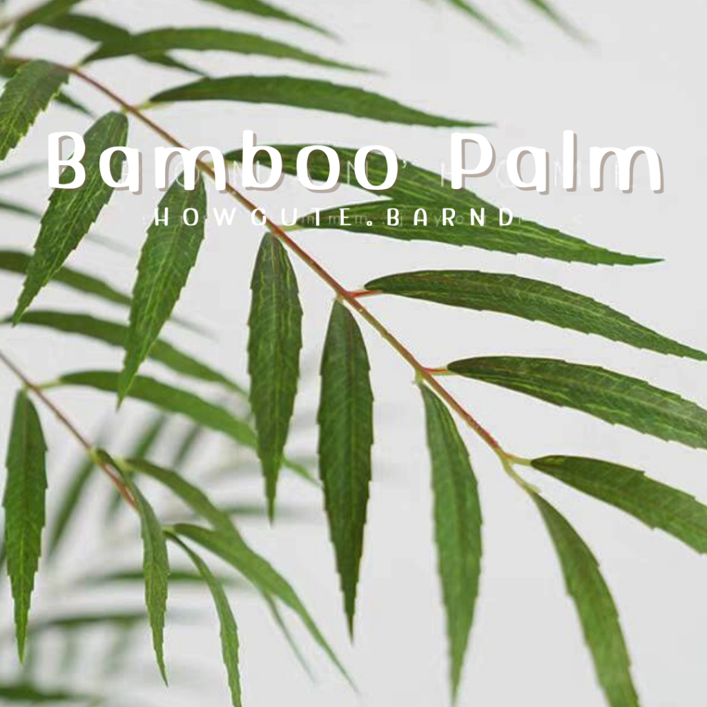 PRE14วันค่ะ BAMBOO PALM (ต้นปาล์มไผ่) ฟอร์มต้นสวย รูปที่ 7