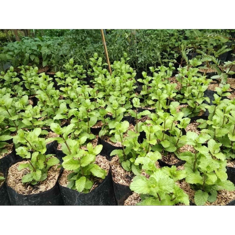 สะระแหน่ 1 ถุงดำใหญ่💞สมุนไพรผักอินทรี🌱 - รูปที่ 2