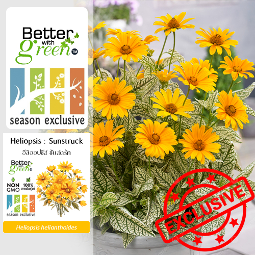 เมล็ดพันธุ์ ฮีลิออปซิส ซันสตรัค 10 เมล็ด (HELIOPSIS : Sunstruck)  การันตีสายพันธุ์แท้
