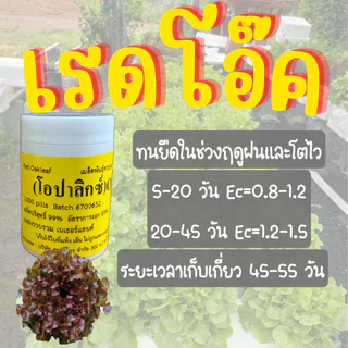 เมล็ดเคลือบ [1,000 เมล็ด] เมล็ดชนิดเคลือบผักสลัด ENZA ZADEN อัตราการงอกสูง