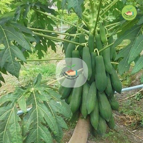 รูปภาพ 3