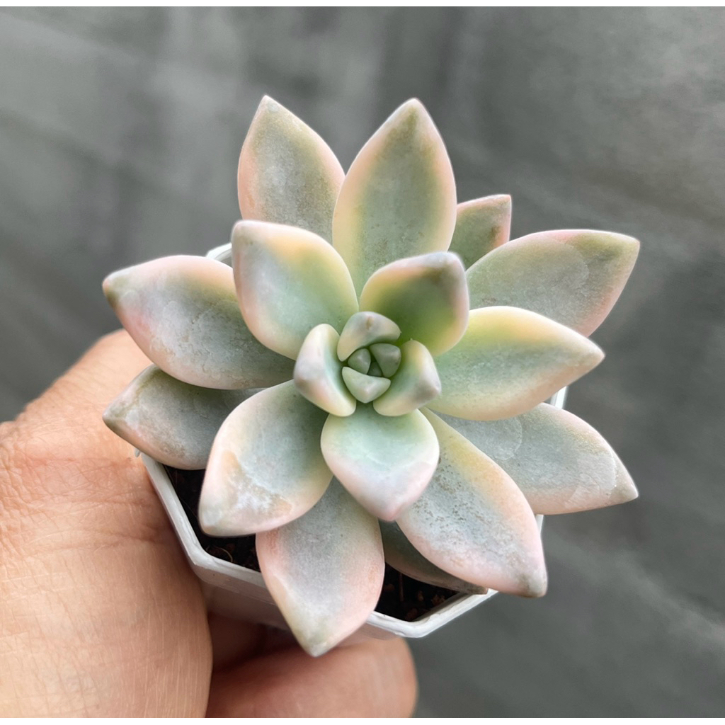 Graptopetalum Victor Kane Variegated กุหลาบหิน ไม้อวบน้ำ จัดสวนถาด กุหลาบหิน กระถาง 2 นิ้ว