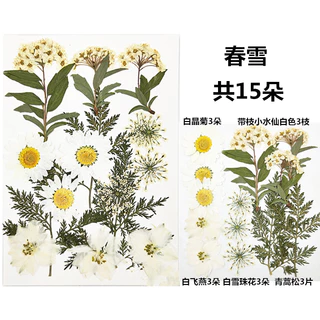 【 🌸 พร้อมส่ง ] 🌸 18pcs ดอกไม้จริงดอกไม้แห้งลายนูนหลายสไตล์ตัวเลือก DIY ทำด้วยมือวัสดุ