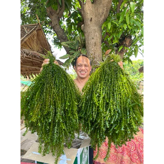 สาหร่ายหางกระรอก ใส่บ่อปลา อ่างปลา ที่หลบภัยของสัตว์น้ำ ปลูกเองขายเอง