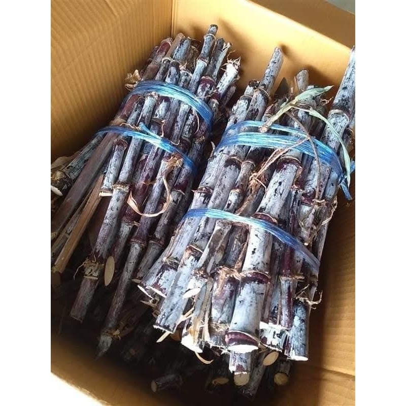 อ้อยยาไต อ้อยดำอ้อยแดง (กิโลกรัมละ 25 บาท) ขาย 1 ชุด 4 กิโลกรัม 100 บาทสำหรับต้มทาน(ตัดยาวประมาณ 40-50 cm)
