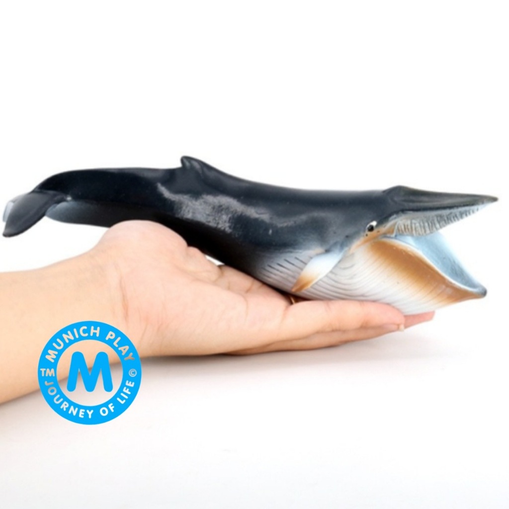 Munich Play โมเดลสัตว์ Whale วาฬ ปลาวาฬ สีน้ำเงิน ขนาด 23.00 CM (จากหาดใหญ่)