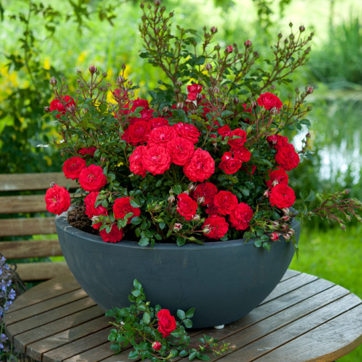 กุหลาบหนูฮอลแลนด์ กุหลาบแคระ กุหลาบนางฟ้า มีให้เลือกหลายสี Pygmy Rose, Fairy Rose