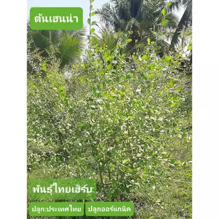 พร้อมใช้(เฮนน่าผสมพร้อมใช้) "สีน้ำตาล" ขนาด200มล.เฮนน่าย้อมผม ไม่มีสารเคมี ไม่มีสารกันเสีย"ยี่ห้อพันธุ์ไทยเฮิร์บ"
