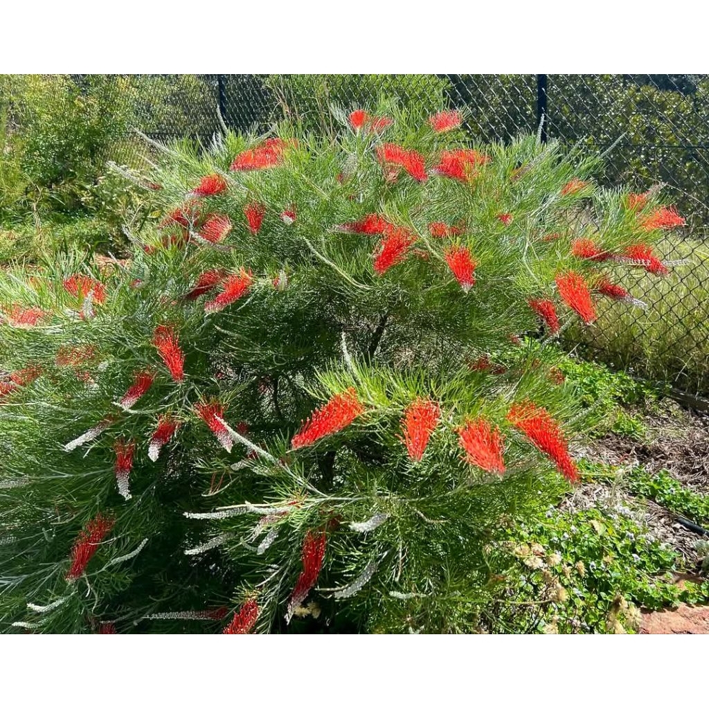 สนเกรวิลเลีย สีแดงเม่น(scarlet moon)
