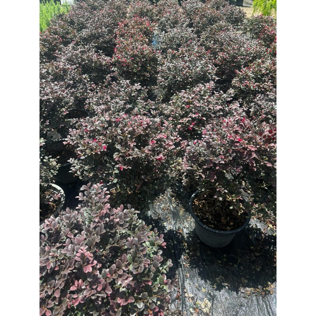 ต้นมั่งมีศรีสุข หรือต้นหงส์ฟู่ ฟอร์มพุ่มกลมใหญ่ กระถาง15 นิ้ว(ถอดกระถางส่ง) - รูปที่ 5