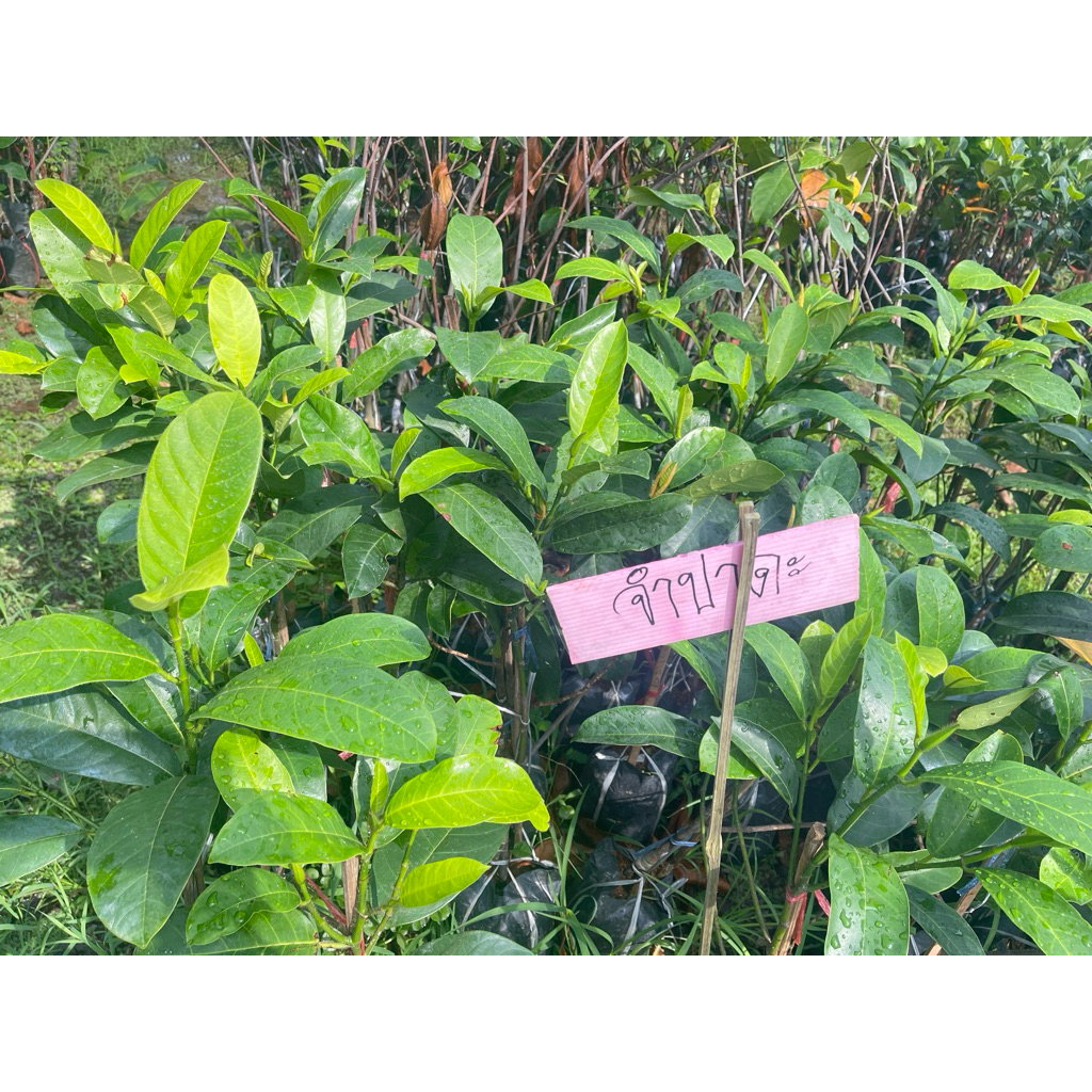 ต้นจำปาดะขวัญสตูล  ผลใหญ่ยาว เนื้อหนาหวานหอมอร่อย  ต้นพร้อมปลูก สูง 80-90ซ.ม แบบทาบกิ่ง - รูปที่ 3