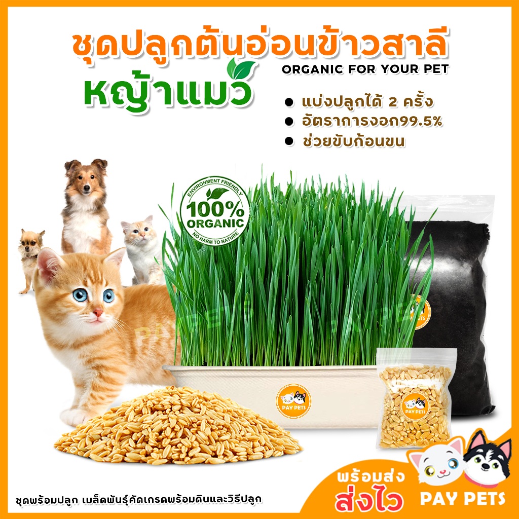 ชุดปลูกต้นอ่อนข้าวสาลี 1แถม1 (แถมเมล็ด1ซอง) ชุดปลูกหญ้าแมว หญ้าหมา หญ้ากระต่าย หญ้าหนู หญ้ากระรอก