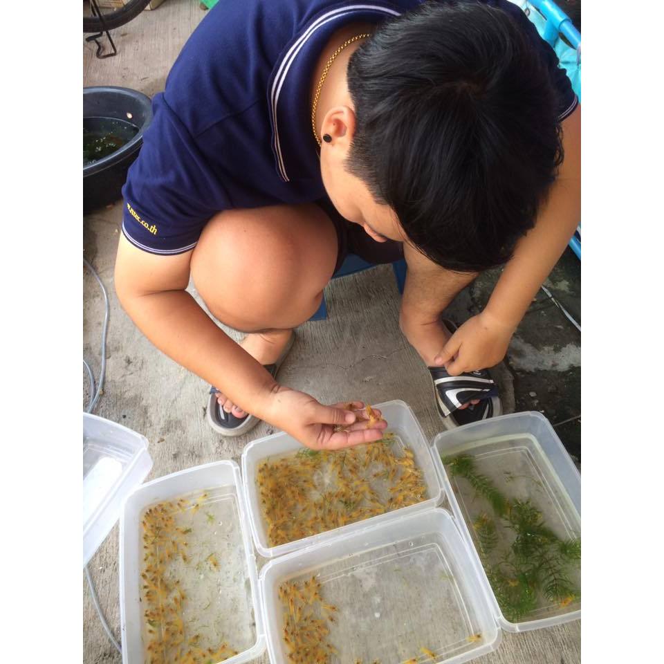 ส่งรถห้องเย็นส่งเร็ว ยกกล่อง ราคาสุดคุ้ม หนอนแดง ไรฝุ่น ไรแดง ไรทะเล แช่แข็ง อาหารปลา อาหารสัตว์น้ำ - รูปที่ 7