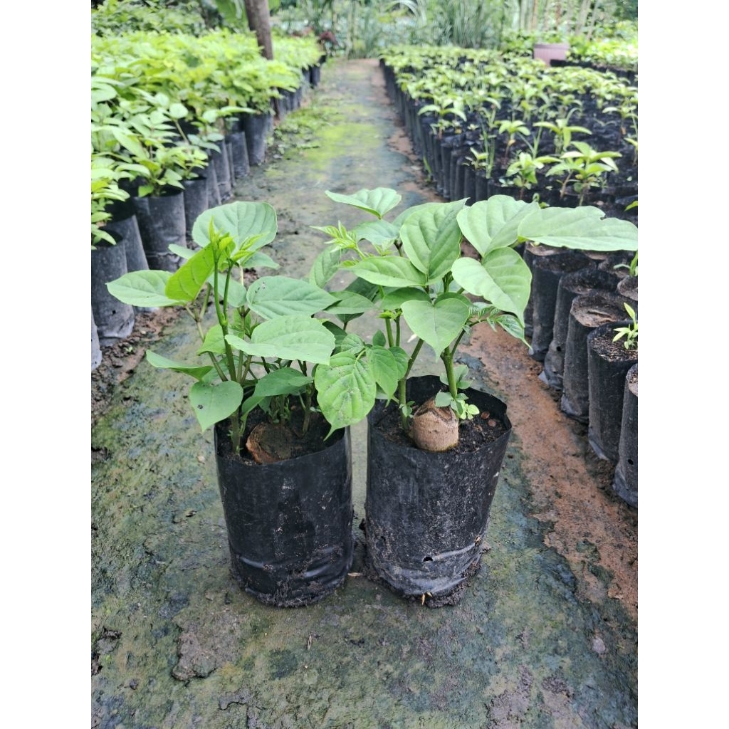 ต้นเพกาเตี้ย🌱🌱🌱(ปักชำราก)ชุด 2ต้น 100บาท ต้นพร้อมปลูก - รูปที่ 3