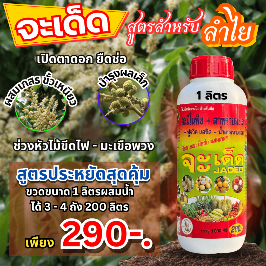 “จะเด็ด” 1 ลิตร ฉีดพ่นทางใบ สำหรับ “ลำไย” ลดการใช้ปุ๋ยเคมี พืชสมบูรณ์ ขยายผลอวบ เมล็ดเล็ก เนื้อเต็ม น้ำหนักดี