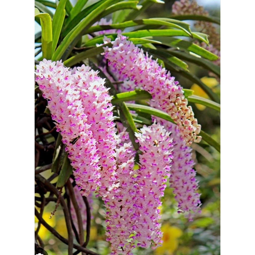 กล้วยไม้ไอยเรศ 1 ต้นพันธุ์🌈หุ้มรากไปนำไปลงกระถางเอง🍄ที่นี่ราคาหลักสิบมีจำกัด ไม้ดอกไม้ประดับพันธุ์ไม้หายาก🎉🌱