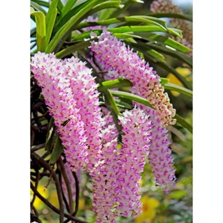 กล้วยไม้ไอยเรศ 1 ต้นพันธุ์🌈หุ้มรากไปนำไปลงกระถางเอง🍄ที่นี่รา…