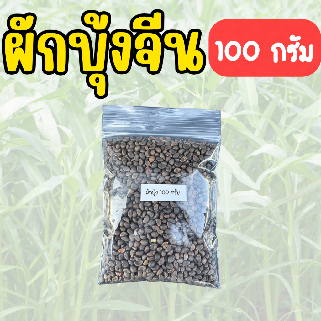 ผักบุ้งจีน 100 กรัม เมล็ดผักบุ้งจีน งอกดี น้ำหนักเยอะ ลำต้นเเข็งแรง