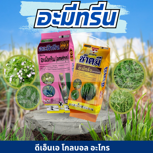 อะมีทรีน 80  #ยาฆ่าหญ้าในอ้อย #ยาคุมหญ้าฆ่าหญ้าในอ้อย