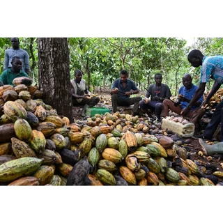 ANNIE - Cote D'Ivoire (Cocoa 100%) Fat 25%