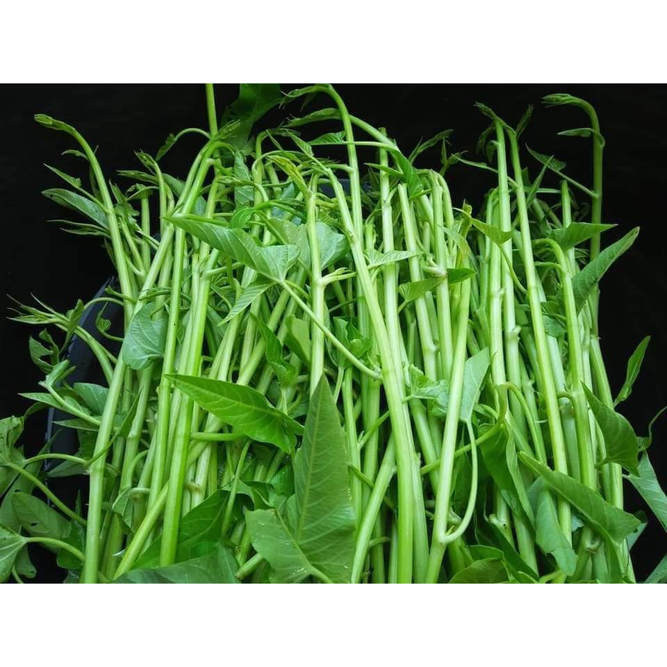 เมล็ดพันธุ์ผักบุ้งแก้ว ผักบุ้งเย็นตาโฟ 90-1200 เมล็ดสดใหม่ ปลอดสารพิษ ดูแลง่าย ได้ผลผลิตดี