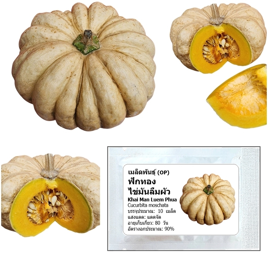 เมล็ดพันธุ์ ฟักทองไข่ มันลืมผัว Khai Man Luem Phua Pumpkin Seed 10 เมล็ด ของแท้ 100%