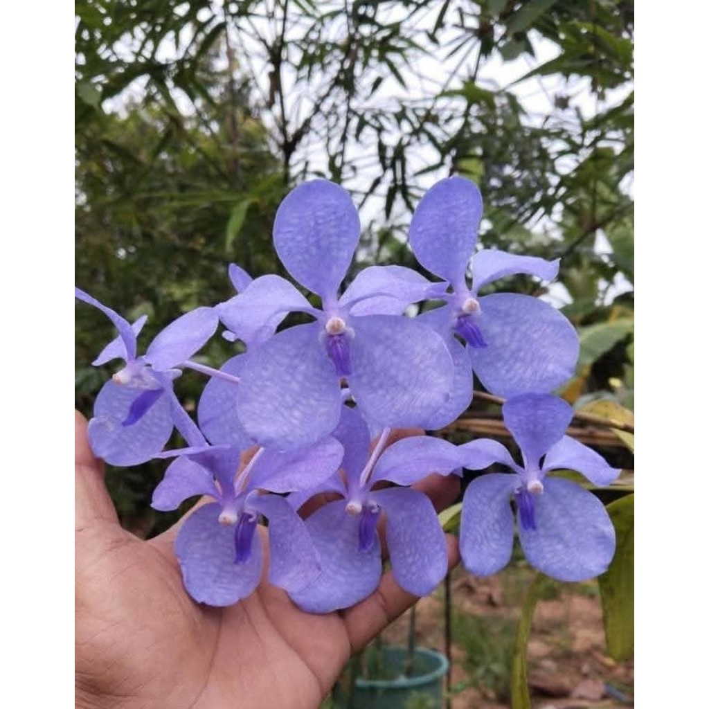 เอื้องฟ้ามุ่ยหายากมาก 1 ต้นพันธุ์ เลี้ยงเหมือนกล้วยไม้ ดอกสวย🌱