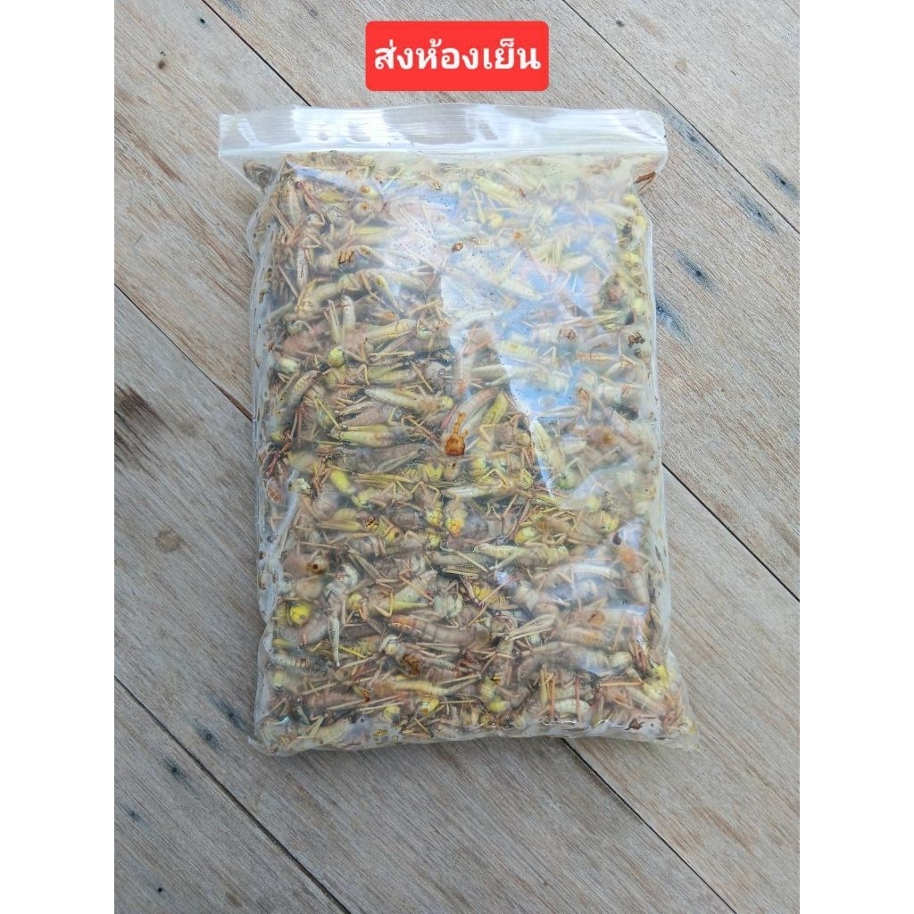 ตั๊กแตนโมไทยแช่แข็ง ไม่ใส่เกลือ จัดส่งห้องเย็น