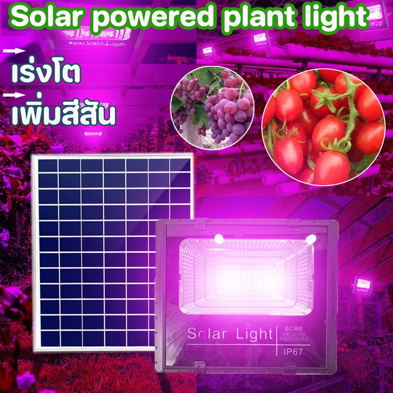 ไฟปลูกต้นไม้โซล่าเซลล์ แสงสีม่วง ชาร์จพลังงานแสงอาทิตย์ LED ไฟปลูกพืช led grow light เหมาะสำหรับพืชทุกชนิด