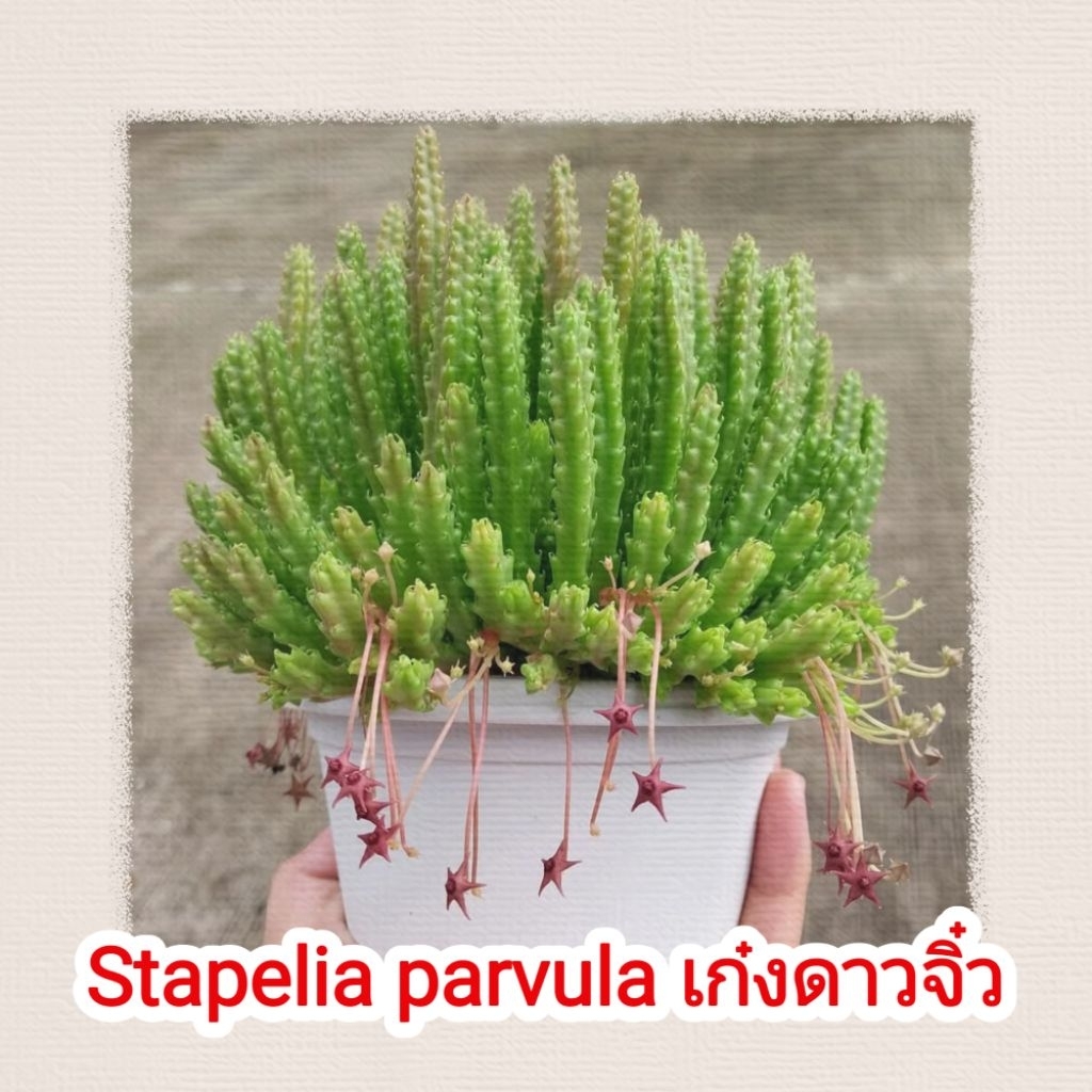 Stapelia parvula เก๋งปลาดาวจิ๋ว แคคตัส ไม้อวบน้ำ ในกระถาง 2.5"