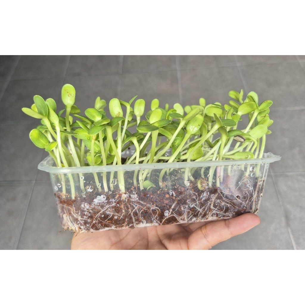 🌱เมล็ดทานตะวันอ่อน10 กรัม  (5แถม1คละได้)