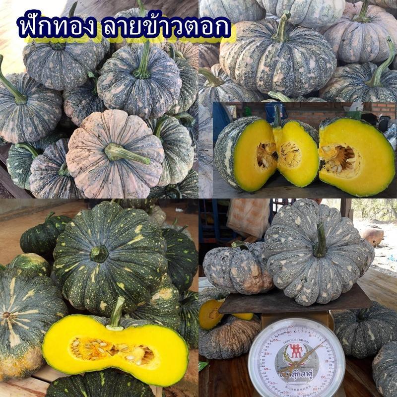 25+ เมล็ด เมล็ดฟักทอง ลายข้าวตอก (อัตรางอก 80% ปลูกง่าย เนื้อแน่นเนื้อเหนียวสีเหลือง รสชาติหวานมัน ติดผลง่าย ติดผลดก)