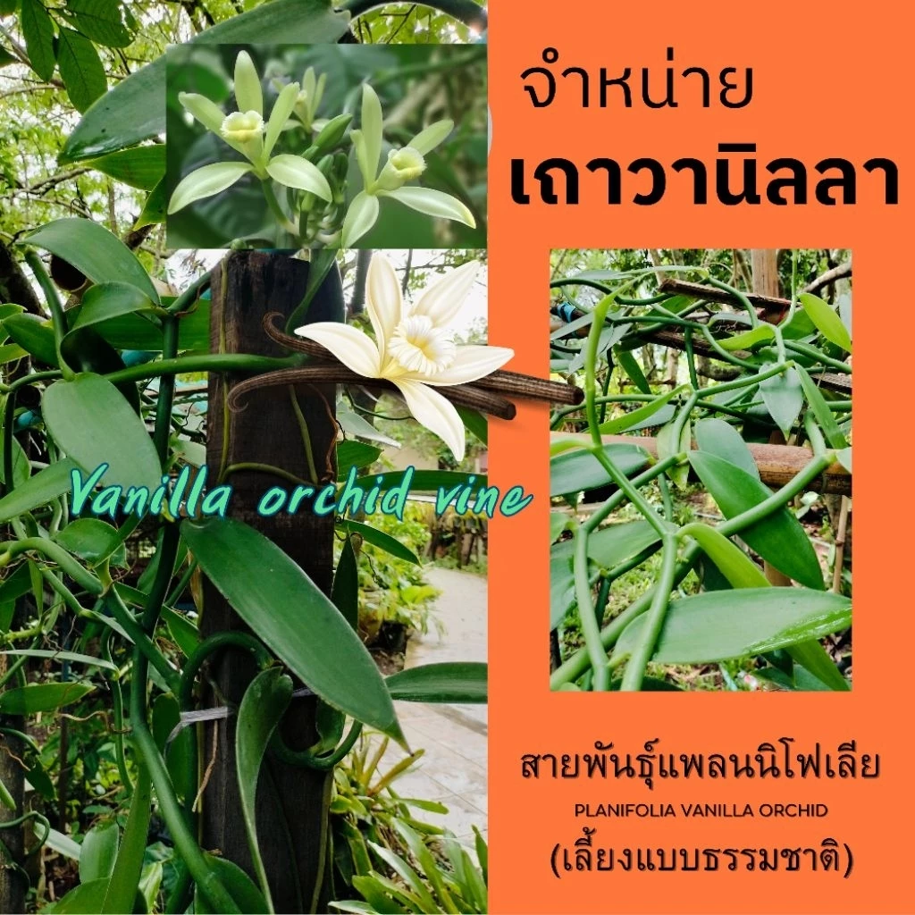 จำหน่ายเถาวานิลลา 90 ซม. โตธรรมชาติ ต้นพันธุ์อายุ 3 ปี+ & คู่มือการปลูกเบื้องต้น + ของแถม (พร้อมส่ง)
