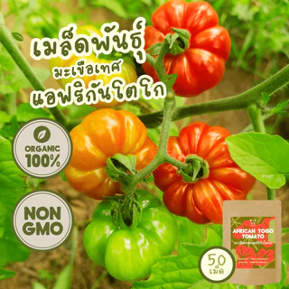 เมล็ดพันธุ์ มะเขือเทศ 100%ออร์แกนิค Non-GMO เกรดพรีเมี่ยม (Organic Tomato Seeds) [ซื้อ 5 แถม 1!]