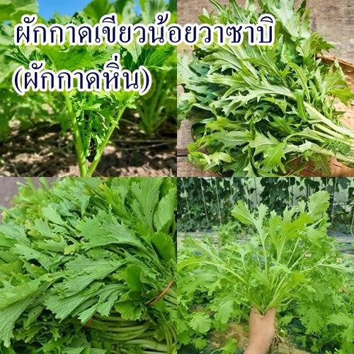 3,500+ เมล็ด เมล็ดผักกาดเขียวน้อยวาซาบิ (ผักกาดหิ่น) (ปลูกง่ายมาก เป็นผักที่มีกลิ่นฉุนนิดๆ เวลารับประทานก็จะมีกลิ่นฉุนๆ)