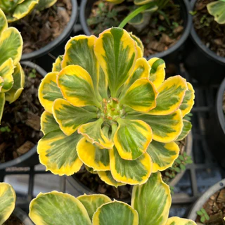 นาคราชทองอำพันด่างเหลือง ต้นมังกรทอง นาคราชทองคำ ต้นไม้มงคล Euphorbia Poissonii Variegata