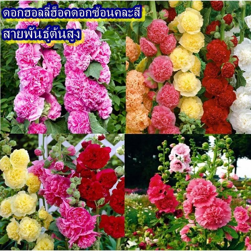 40 เมล็ด เมล็ดดอกฮอลลี่ฮ็อคดอกซ้อนคละสี สายพันธุ์ต้นสูง (ต้นสูง 140 ซม. ปลูกง่าย ดอกซ้อนสวยงามคละสี ระยะออกดอก 100 วัน)