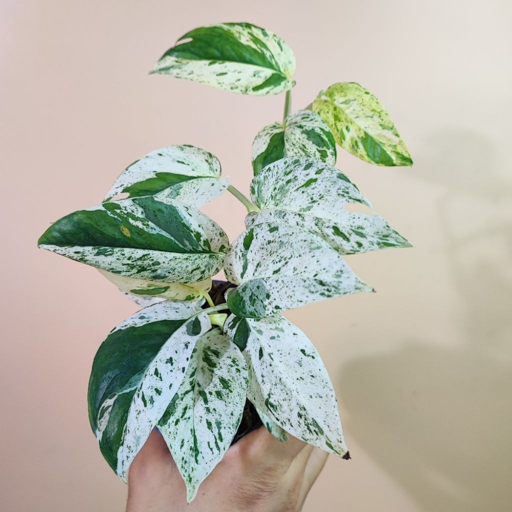 อิพิมาร์เบิ้ล Epipremnum Pinnatum Marble รากแข็งแรงแล้ว