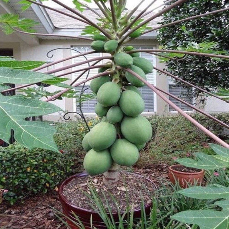 มเมล็ด มะละกอ พันธุ์ ( Papaya Seeds for Planting ) บรรจุ 20 เมล็ด