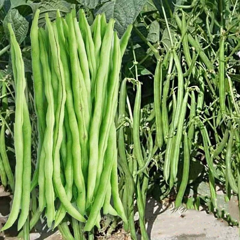 อัตรางอกสูง! เมล็ดพันธุ์ ถั่วแขก สีเขียวFrench Bean Seeds บรรจุ 10 เมล็ดผักที่ใช้ในการปลูก ผักออร์แกนิก คุณภาพดี