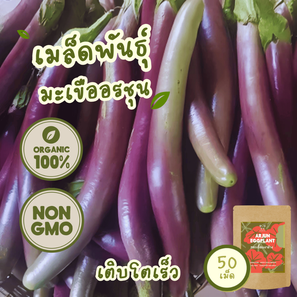 เมล็ดพันธุ์ มะเขืออรชุน 100% ออร์แกนิค Non-GMO พรีเมียม(Organic Arjun Eggplant Seeds) 50 เมล็ด โตไวไ