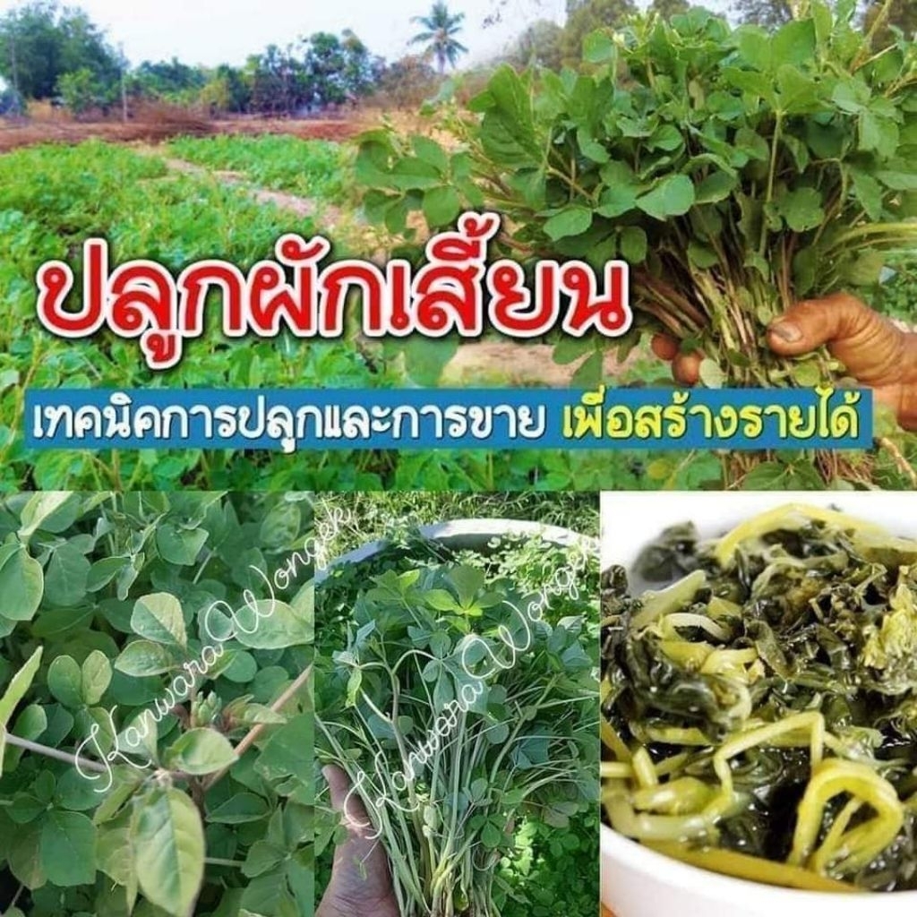 เมล็ดพันธุ์ผักเสี้ยน บรรจุ2,000เมล็ด