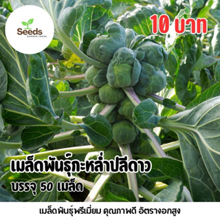 เมล็ดพันธุ์กะหล่ำปลีดาว บรรจุ 50 เมล็ด/ซอง