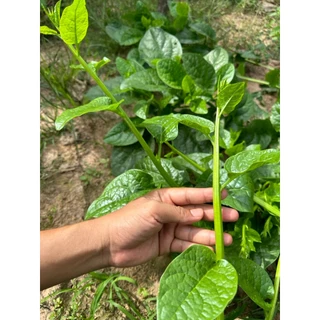เมล็ดพันธ์ุ ผักปลัง ผักปลังเขียว 30-70 เมล็ด เป็นพืชเลื้อย ยอดดก ใบอ่อนกรอบ รสชาติดี [10 แถม 1 คละได้]