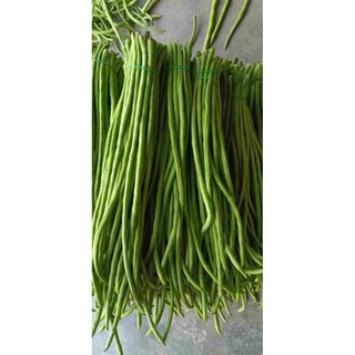 เมล็ดพันธุ์ถั่วฝักยาวพิจิตร 3 พันธุ์ดก 50 เมล็ด 39 บาท