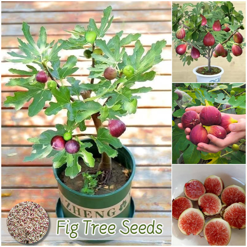 600 เมล็ด เมล็ดมะเดื่อฝรั่ง Figs สายพันธุ์ ของแท้ 100% มะเดื่อฝรั่ง หรือ ลูกฟิก Fig Seeds for Planting