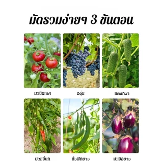 [ส่งไว] เครื่องผูกกิ่ง เครื่องรัดกิ่งไม้ ผูกไว 3-4 เท่า ผูกยอดองุ่น เมล่อน พืชไม้เลื้อย ประหยัดแรง 50%